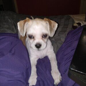 Demi Before and After - Yeti to Bambi - lol